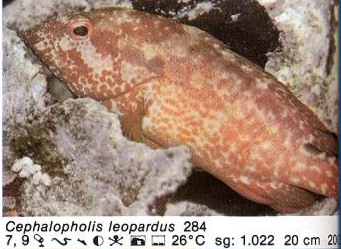 Cephalopholis leopardus